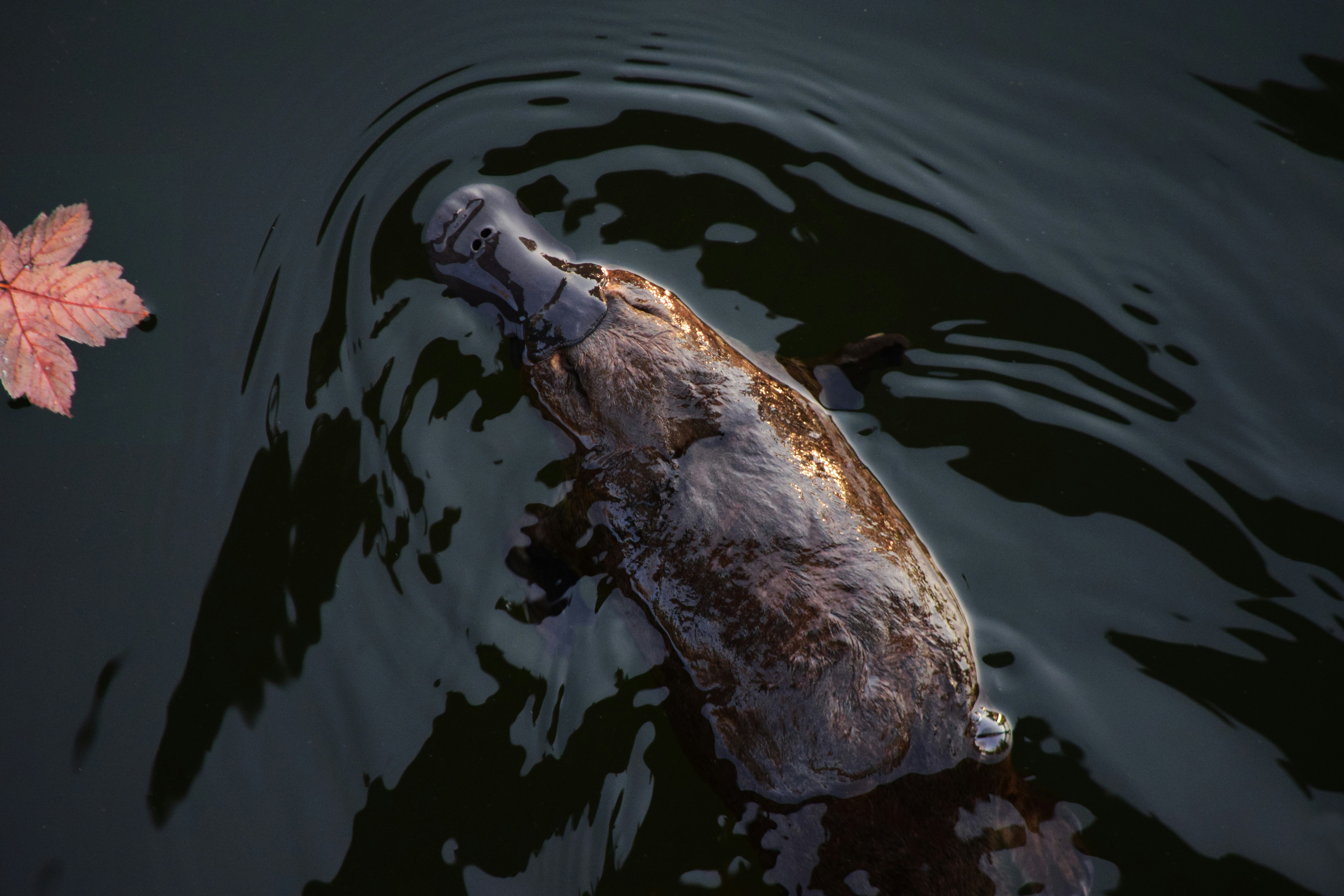 Spiritual Meaning of Platypus: Embrace Your Unique Path